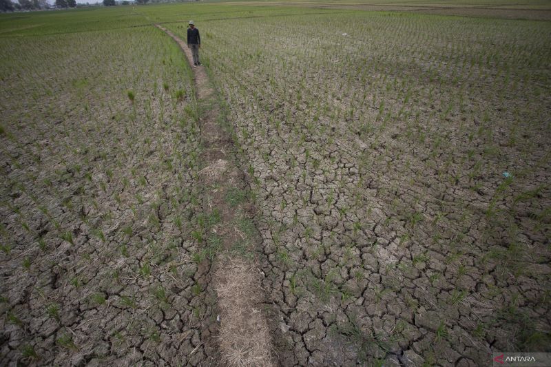 dampak El Nino